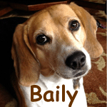 Baily
