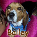 Bailey