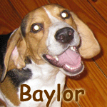 Baylor