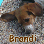 Brandi
