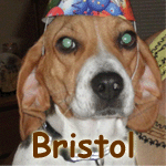 Bristol