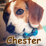 Chester
