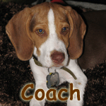 Coach