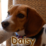 Daisy