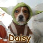 Daisy