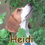 Heidi