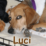 Luci