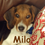 Milo
