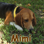 Mimi