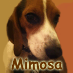 Mimosa