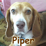 Piper