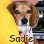Sadie