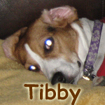 Tibby