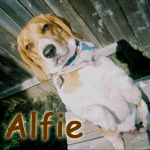Alfie