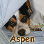 Aspen