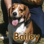 Bailey