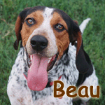 Beau
