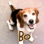 Bo