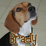Brady