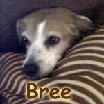 Bree