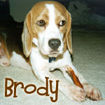 Brody