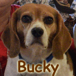 Bucky