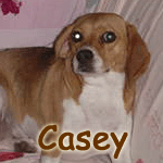 Casey