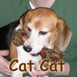 Cat Cat