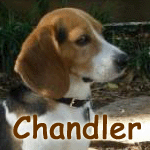 Chandler