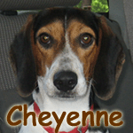 Cheyenne