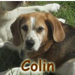 Colin