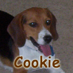 Cookie