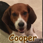 Cooper