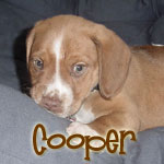 Cooper