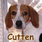 Cutten