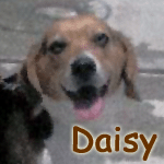 Daisy