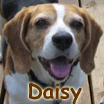 Daisy