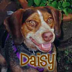 Daisy