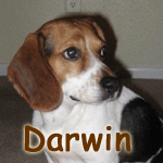 Darwin