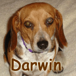 Darwin