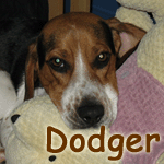 Dodger