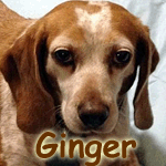 Ginger
