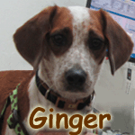 Ginger