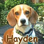 Hayden