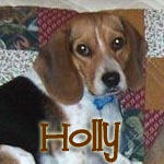 Holly