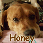 Honey