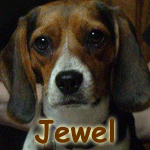 Jewel