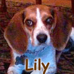 Lily