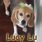 Lucy Lu