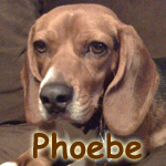 Phoebe